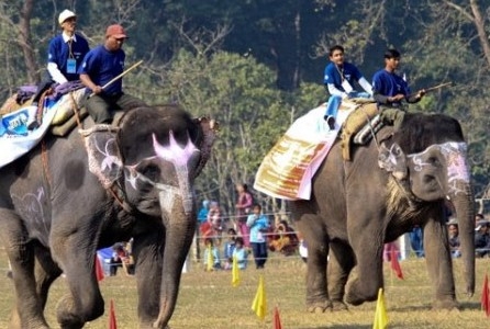 International elephant race