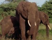 CITES acts to curb smuggling of elephant ivory and rhino horn