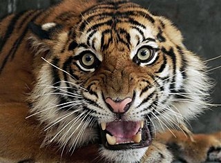 Nepal’s tiger population on the rise