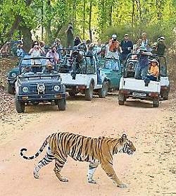 Indian government backs off on tiger tourism ban