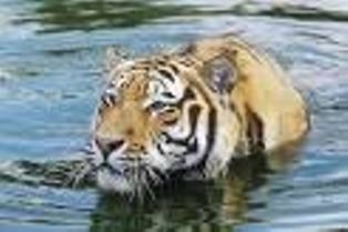 Russia boosts protection for tigers