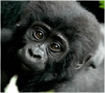 Mountain gorilla population rises to 880