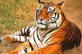 Guidelines for tourism in Tiger Reserves of India