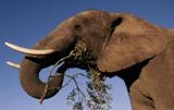 Poachers kill 11,000 elephants in Gabon