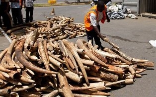 Kenya seizes three tonnes of elephant ivory