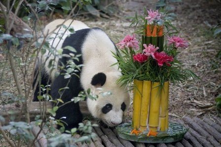 Giant pandas Kai Kai and Jia Jia celebrate their first year in Singapore