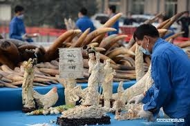 UNEP hails China’s move to destroy ivory