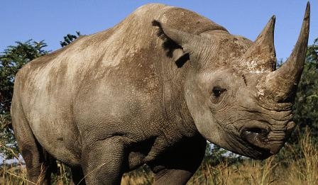 Rhino poaching highlight action against crime networks