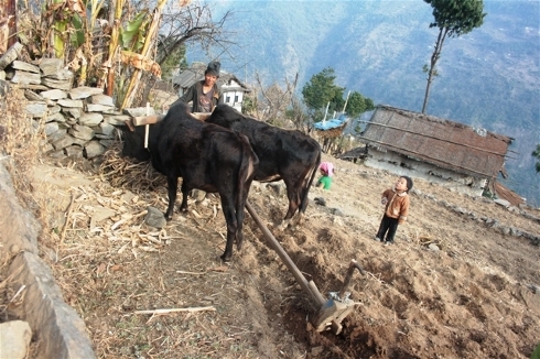 Analysis: Finding the roots of Nepal’s rural mountain poverty