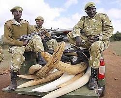 UNWTO, UNODC and African Tourism Ministers  join forces to fight wildlife crime