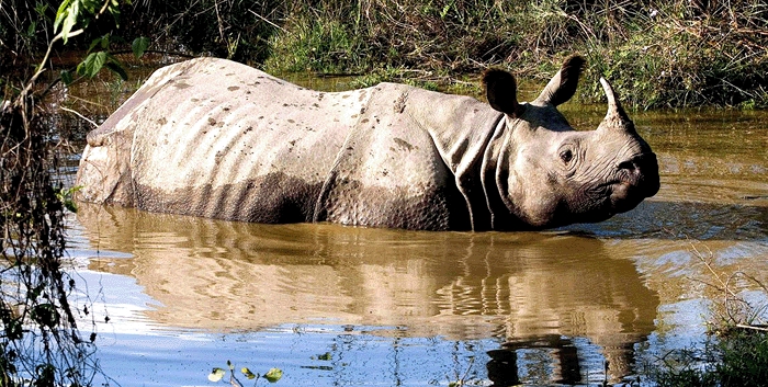 Nepal celebrates ‘zero poaching year’ for rhino