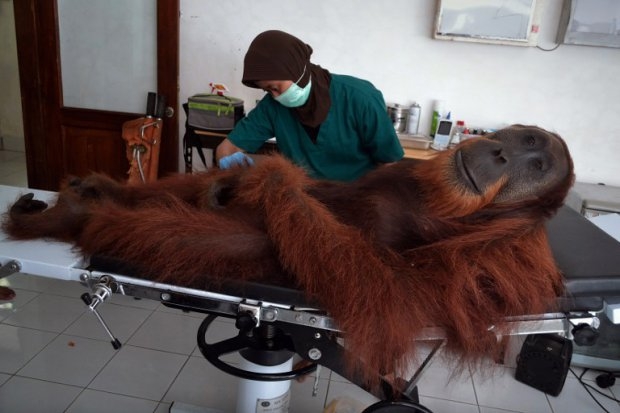 Sumatran orangutan being treated in western Indonesia