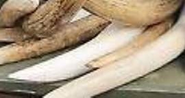 Hong Kong plans record illegal ivory destruction