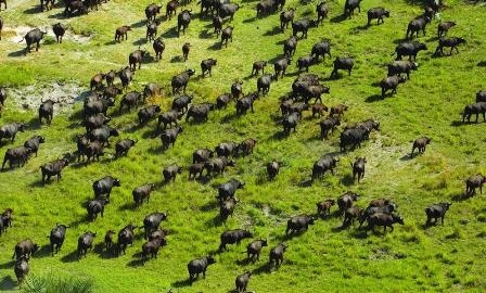 World Heritage List reaches 1000 sites with inscription of Okavango Delta in Botswana