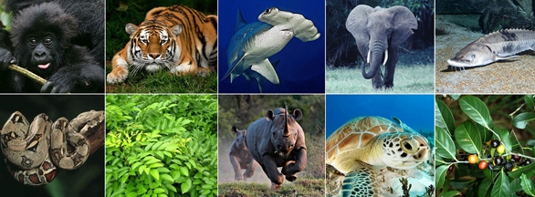 CITES meets as ‘wealth’ is replacing ‘health’ as a driver of wildlife consumption