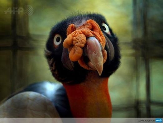 A king vulture in Central and South America
