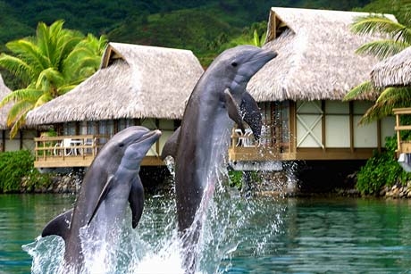 Amazing  Tahiti