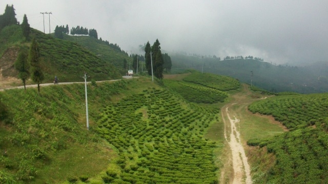 Ilam : A hill station popular for natural landscape in Nepal