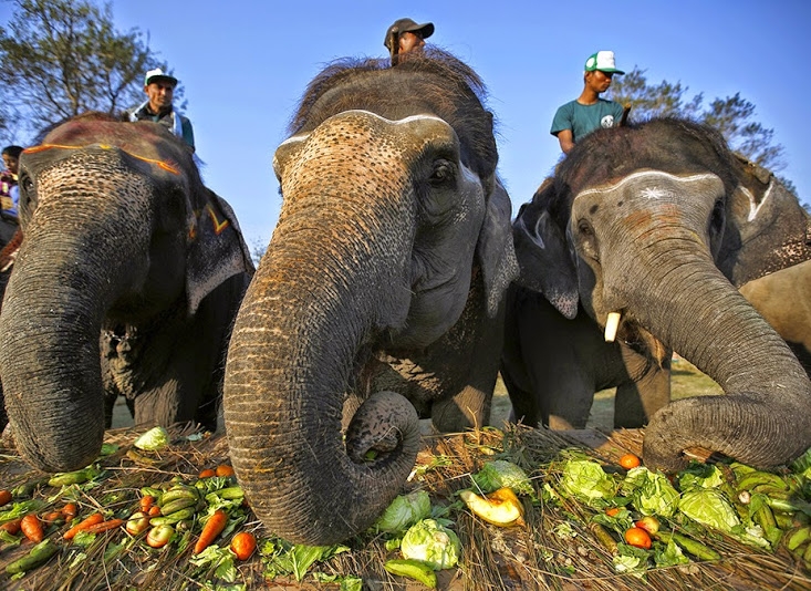 Elephant Festival 2014