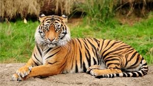 India’s tigers come roaring back according to new report