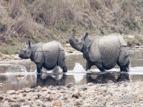 Rhino population reached 645 in Nepal