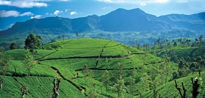 Sri Lanka Tourism to take Tea theme at WTM 2015