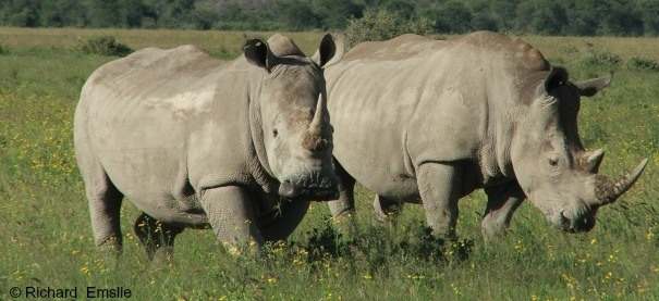 1,338 rhinos killed across Africa in 2015 : IUCN