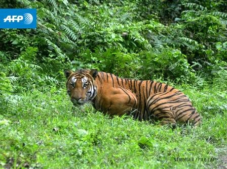 Global wild tiger count rises for first time in 100 years