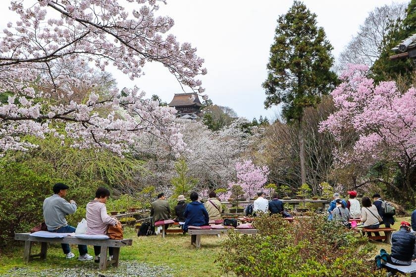 People enjoying Cherry blossom in Japan