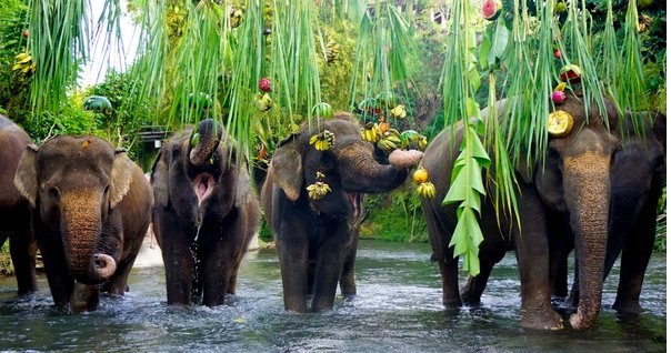 World Elephant Day celebrated as a dedication to the biggest land mammals in Indonesia