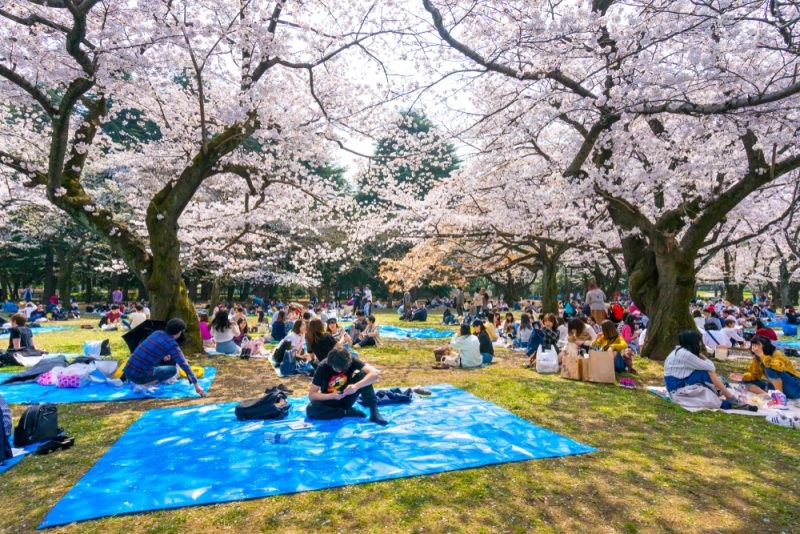 Thousands travel to experience Japan’s 2021 sakura-cherry blossom